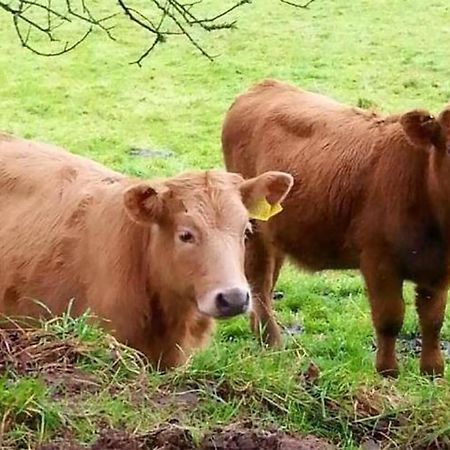 Barn Cottage - Farm Park Stay With Hot Tub Swansea Dış mekan fotoğraf