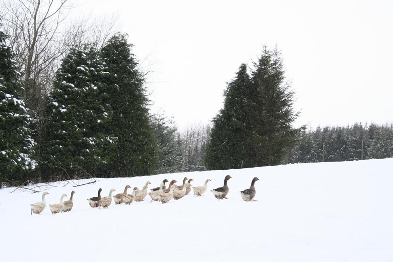 Barn Cottage - Farm Park Stay With Hot Tub Swansea Dış mekan fotoğraf